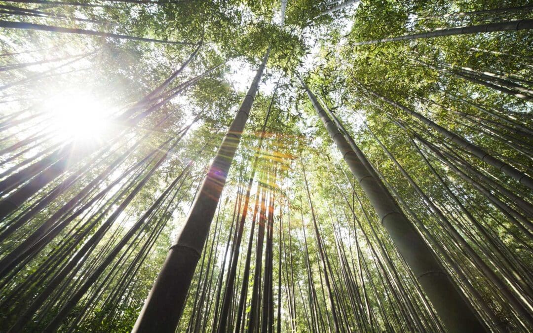 Brand Marketing Is Like Planting Trees