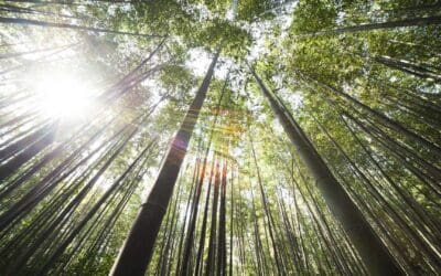Brand Marketing Is Like Planting Trees